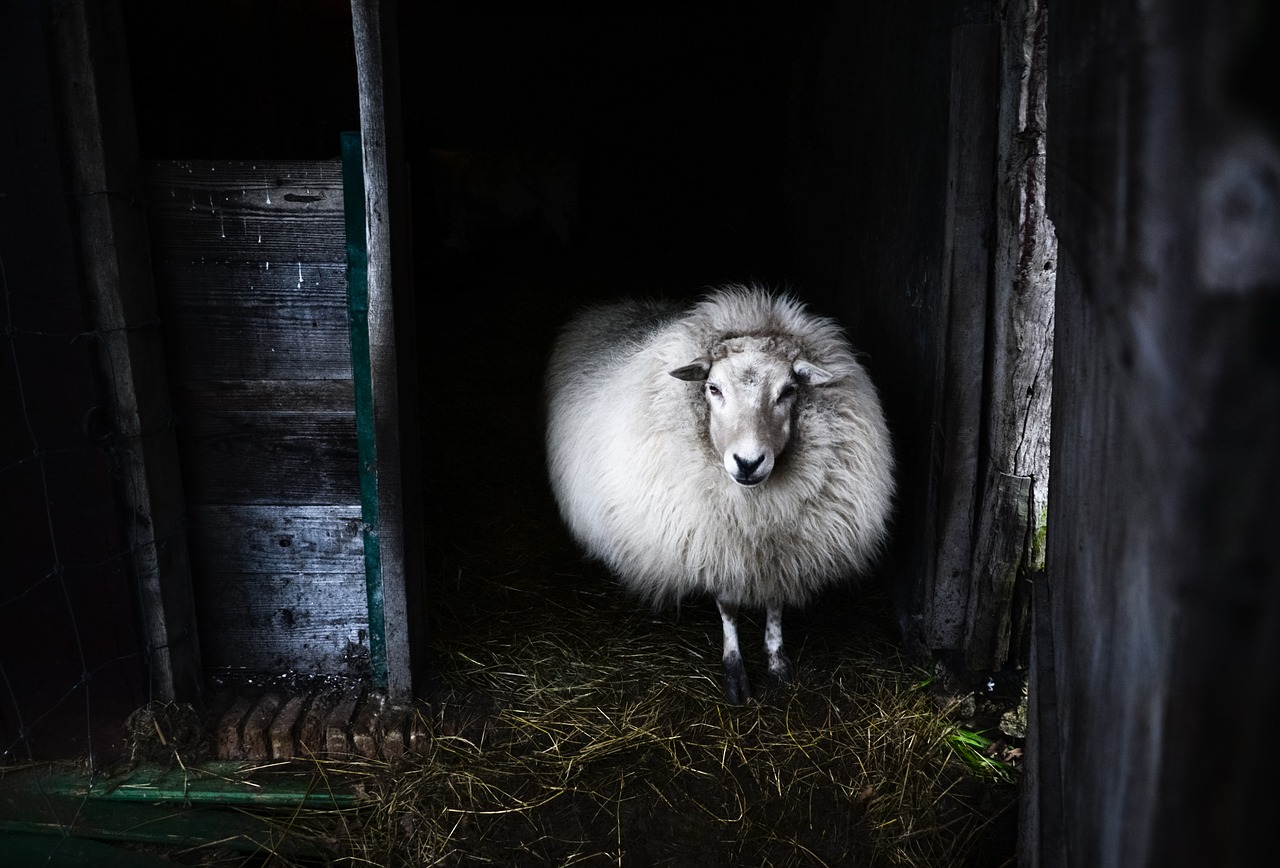 mammal sheep white free photo