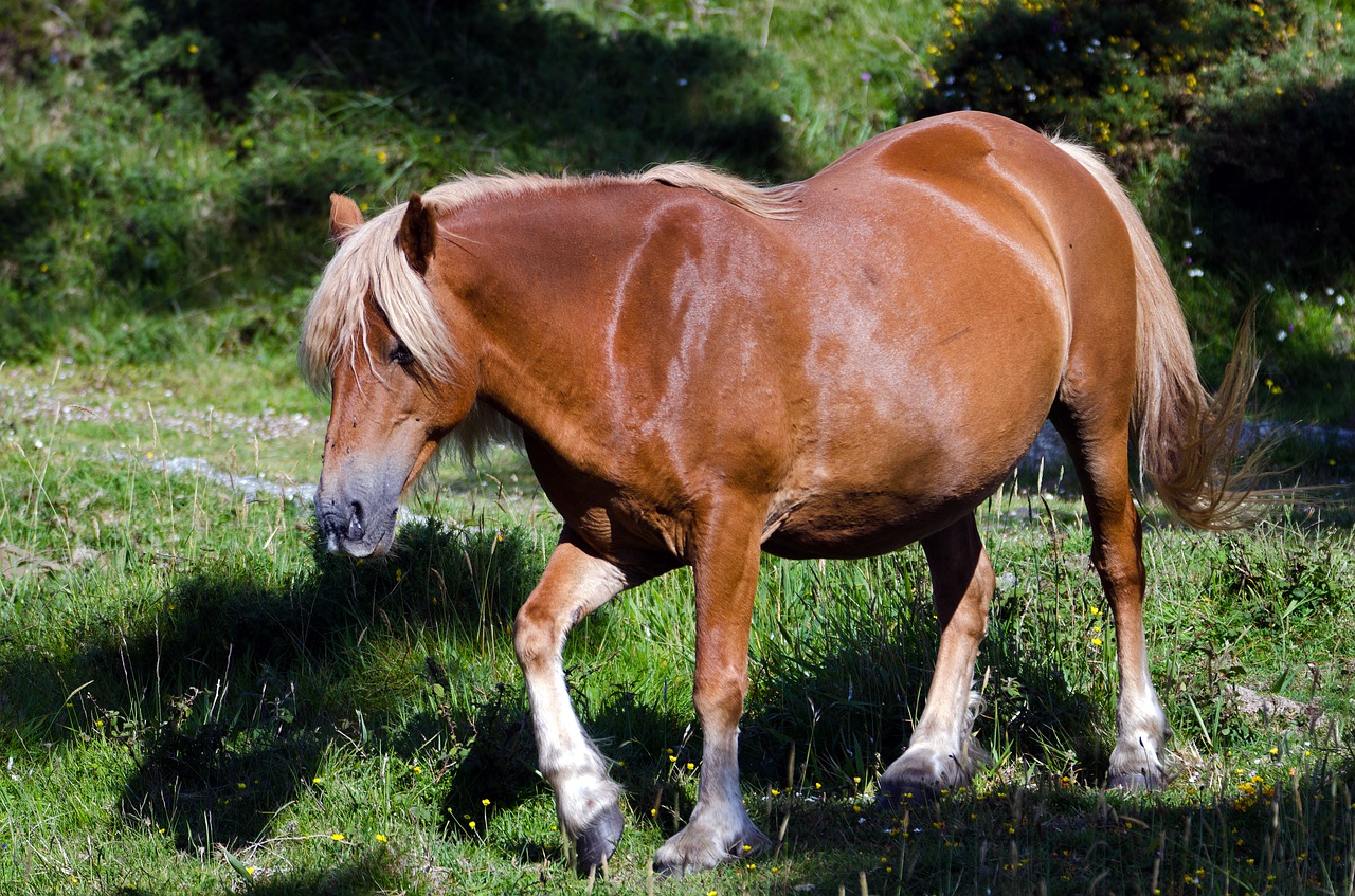 mammal animal grass free photo