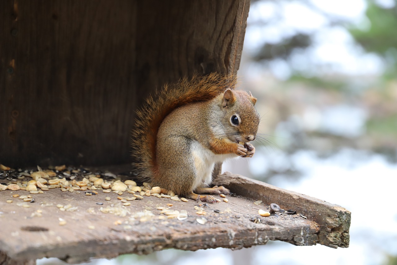 mammal cute wood free photo