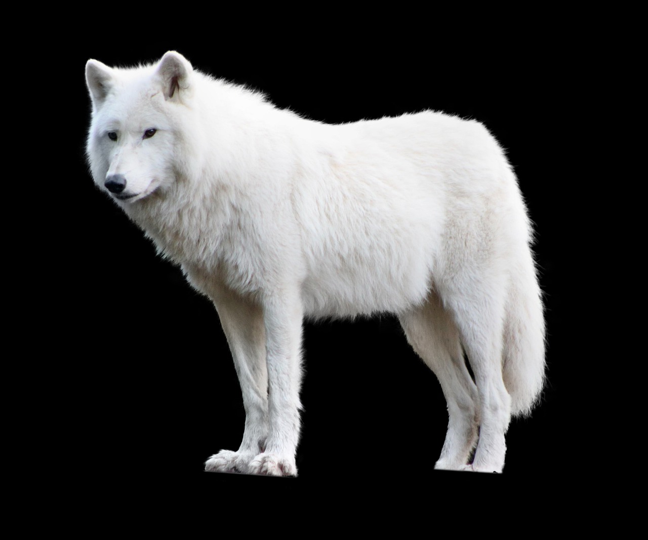 mammal wolf dog free photo