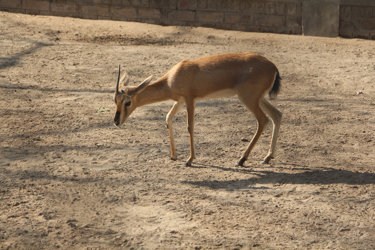 mammal wildlife deer free photo