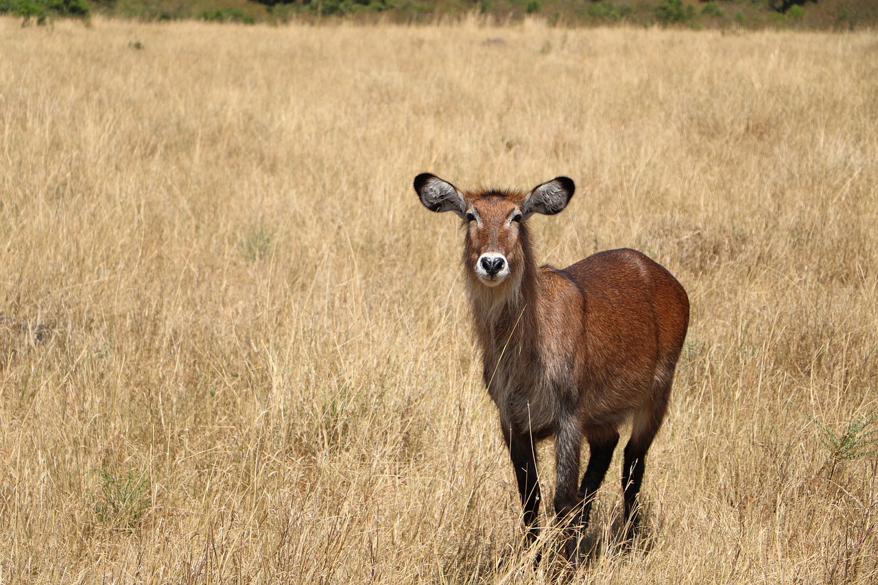 mammal grass field free photo