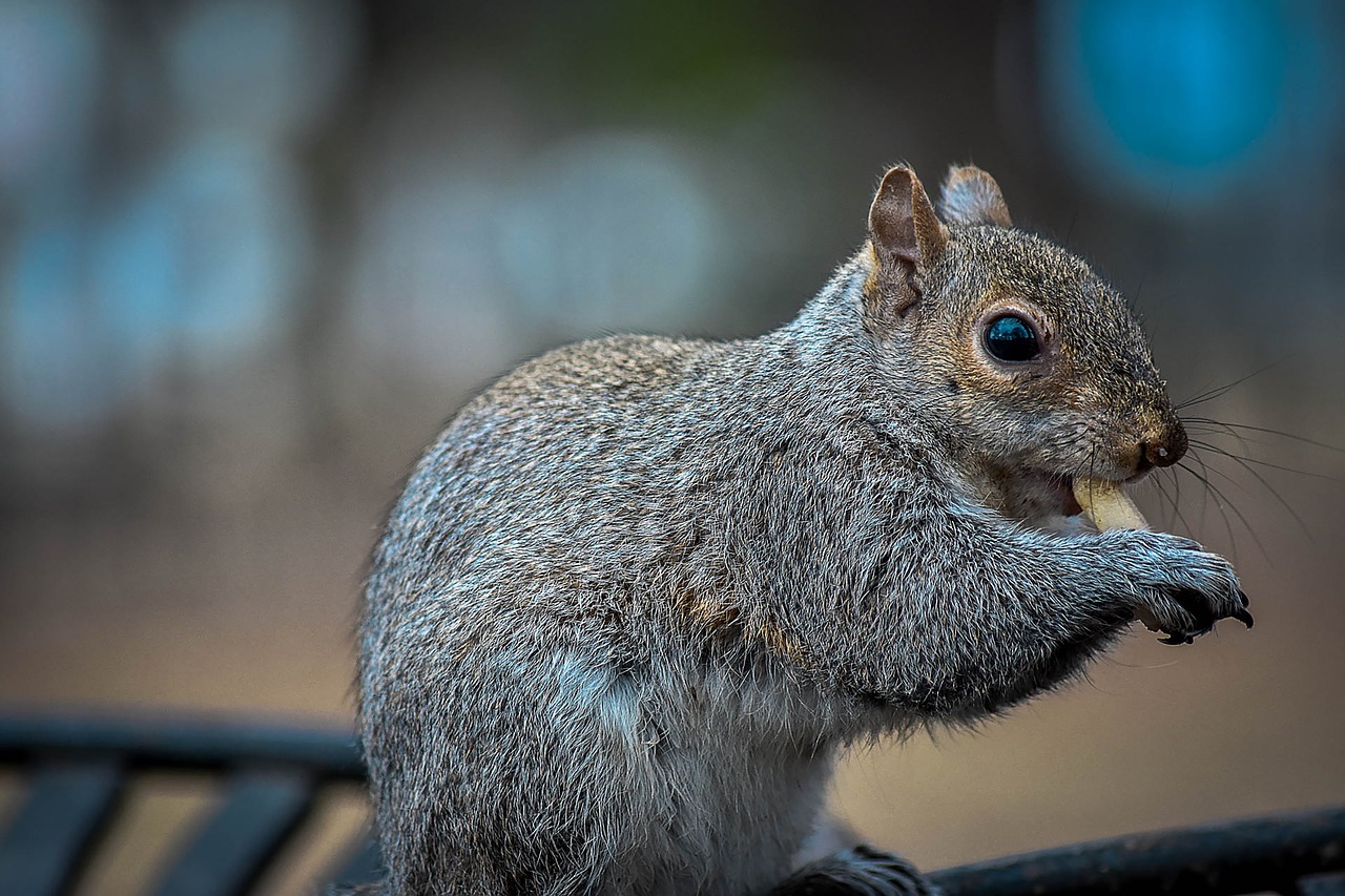 mammal wildlife squirrel free photo