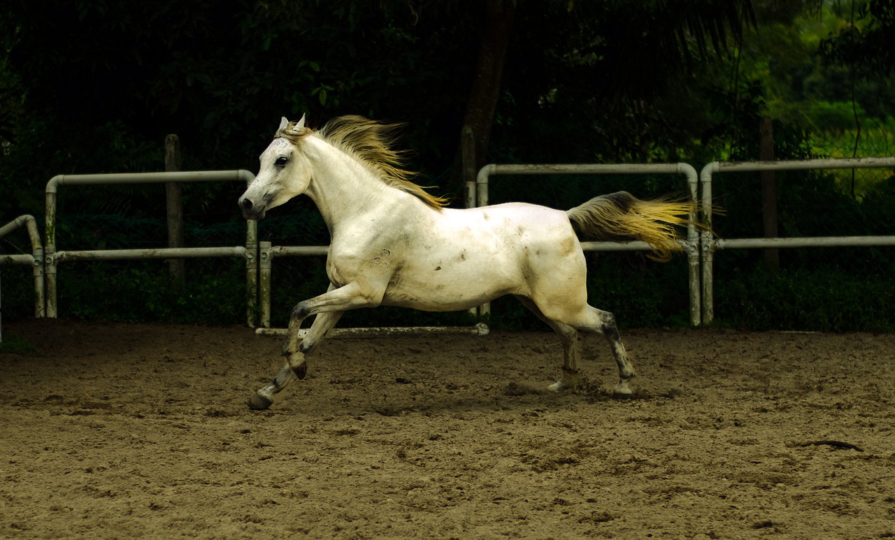 mammal horse cavalry free photo