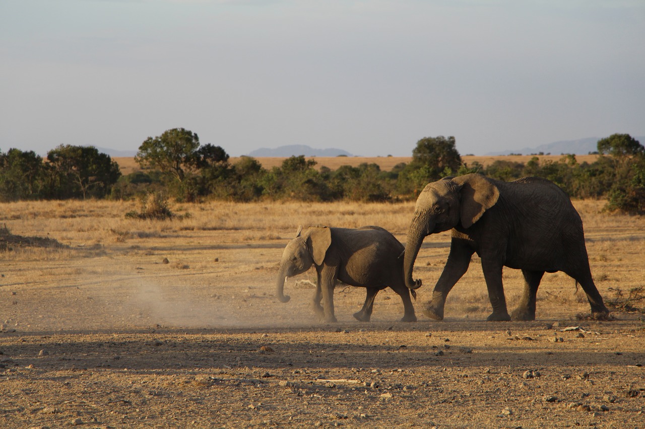 mammal wildlife safari free photo