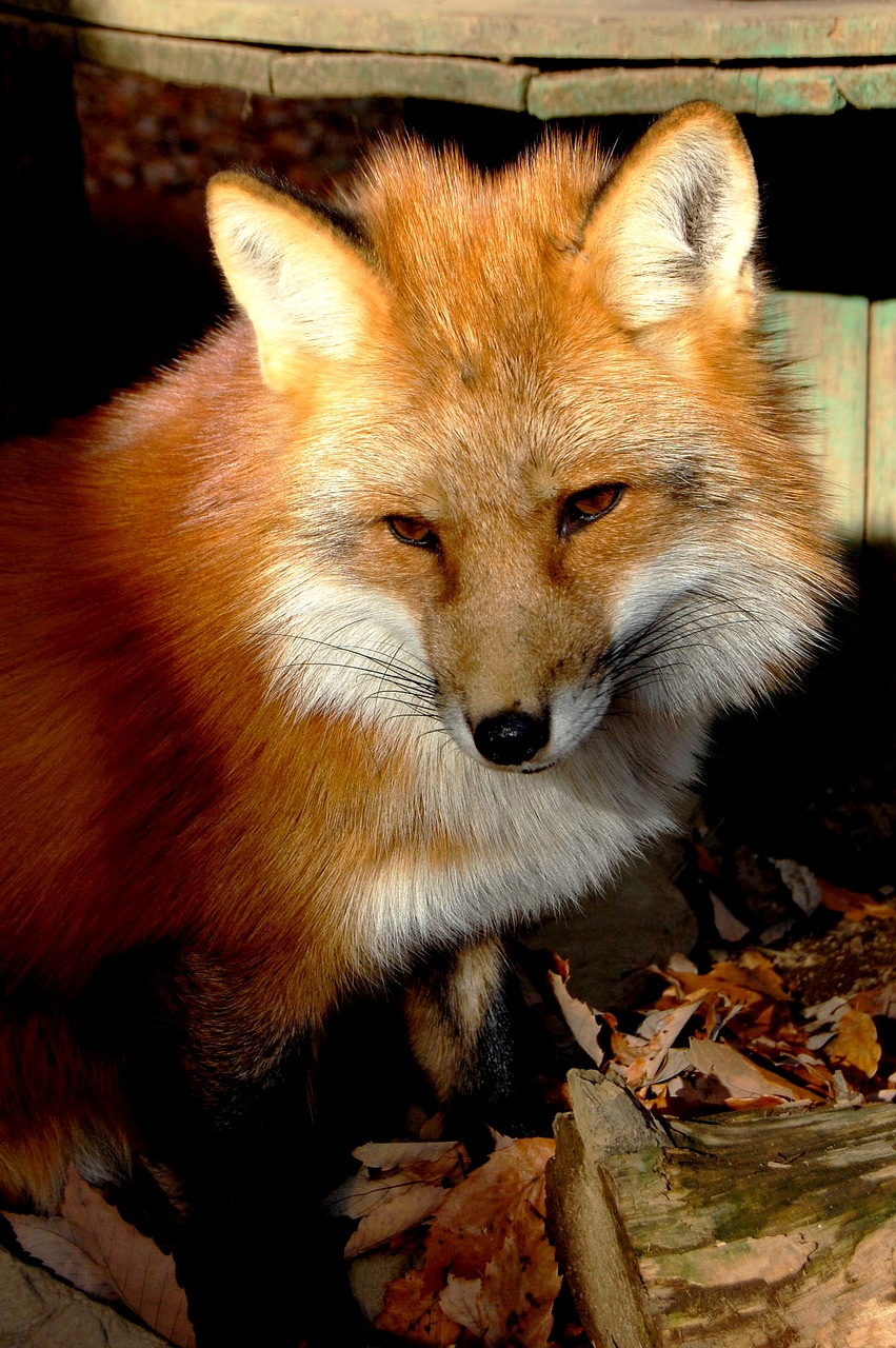 mammal fox 犬科 free photo