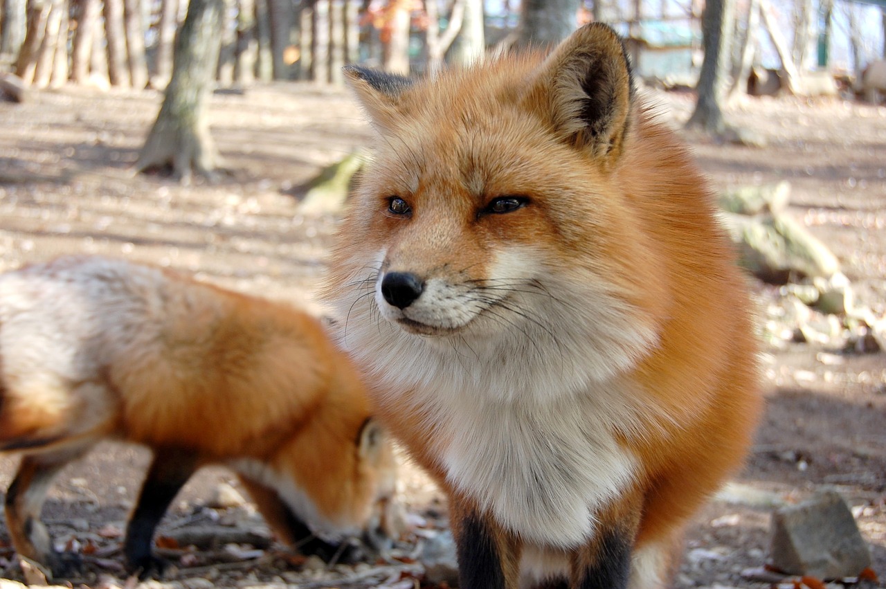 mammal 犬科 fox free photo