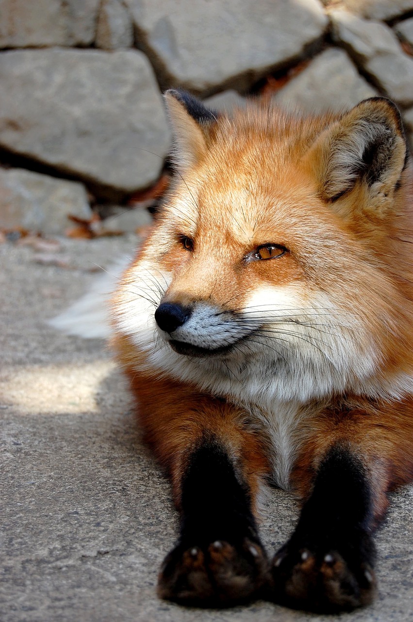 mammal fox animal free photo