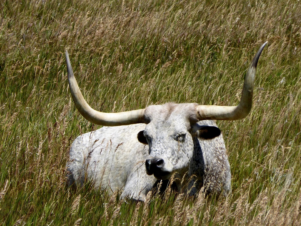 mammal animal cattle free photo