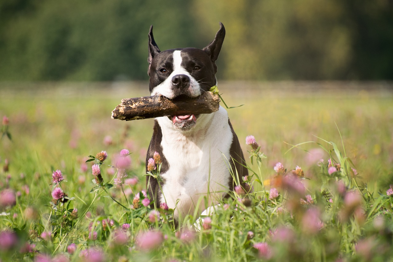 mammal grass dog free photo