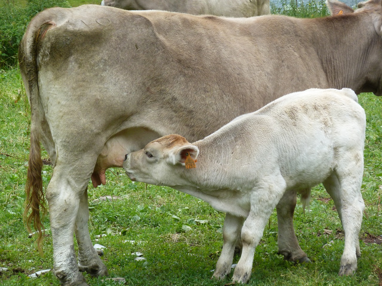 mammal livestock milk free photo