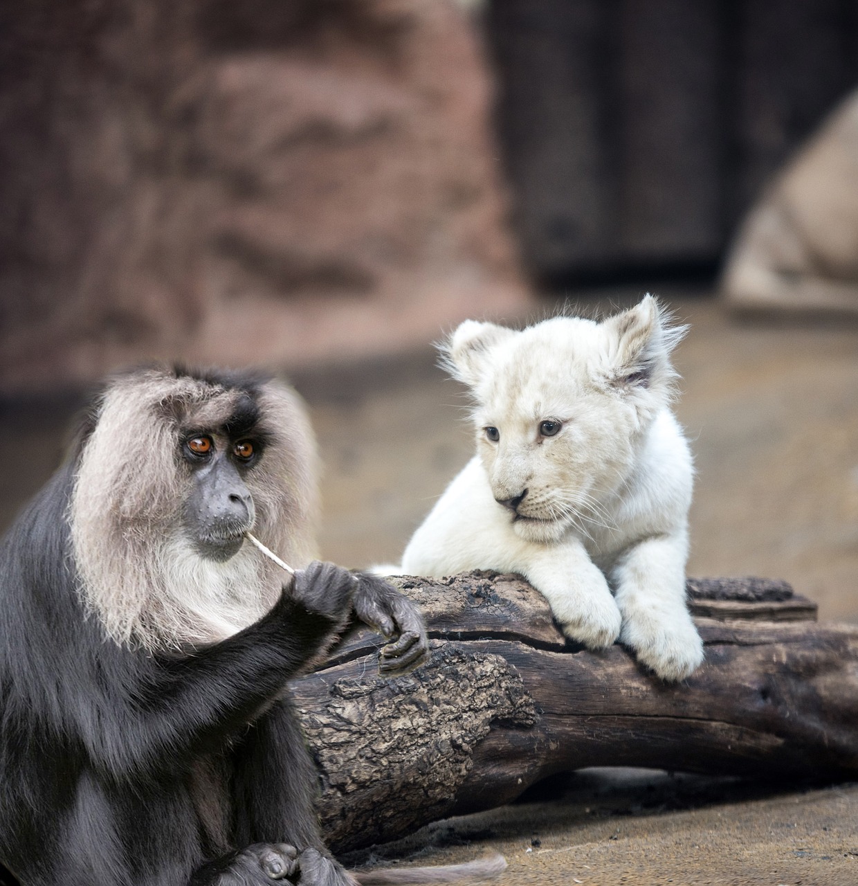 mammal wildlife zoo free photo