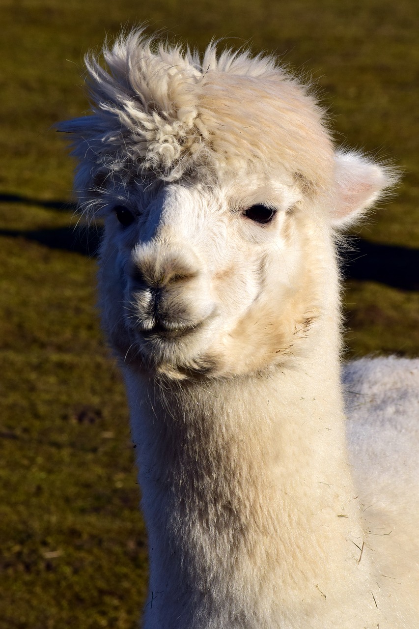 mammal wool alpaca free photo