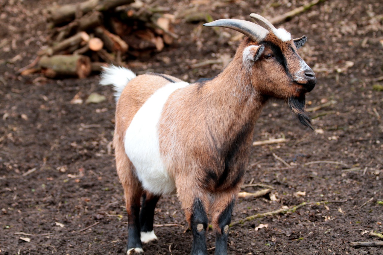 mammal goat nature free photo