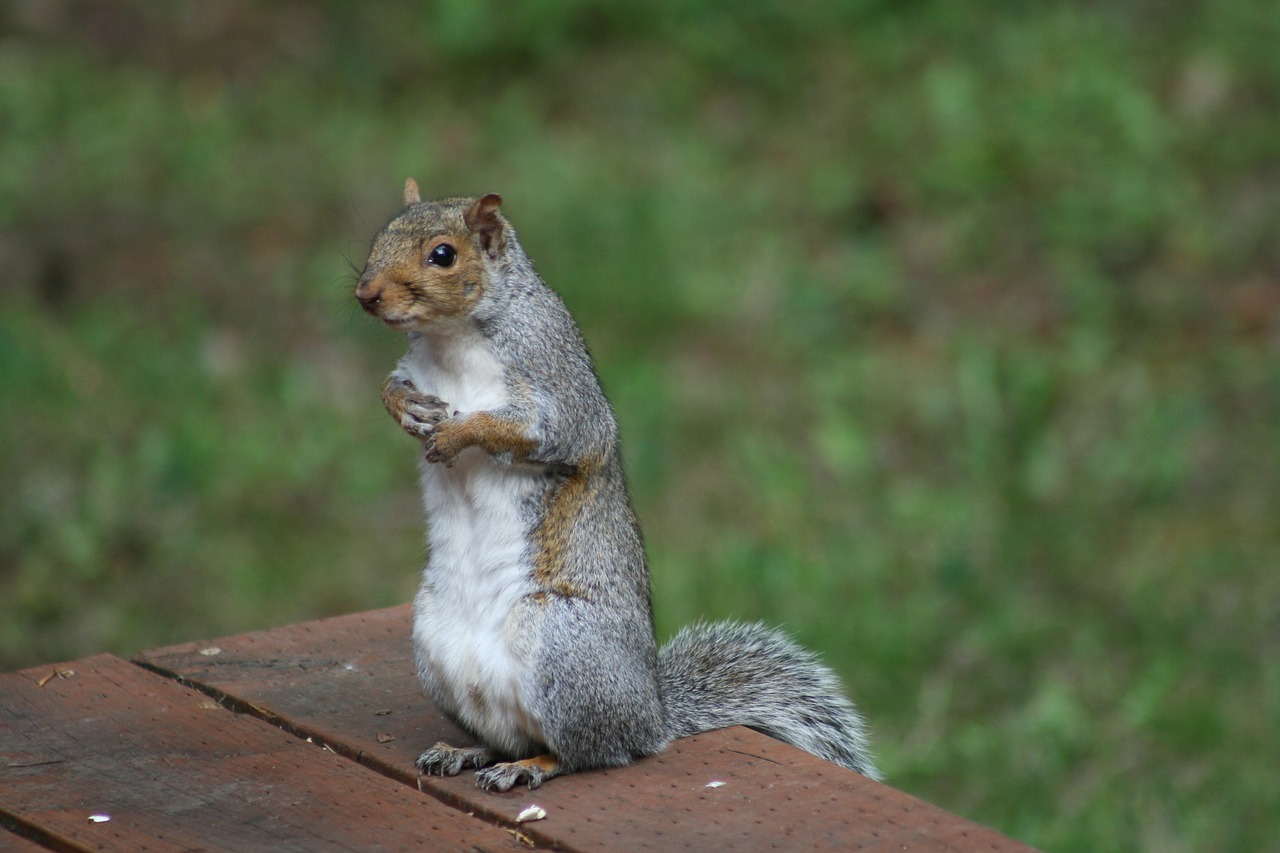 mammal squirrel nature free photo