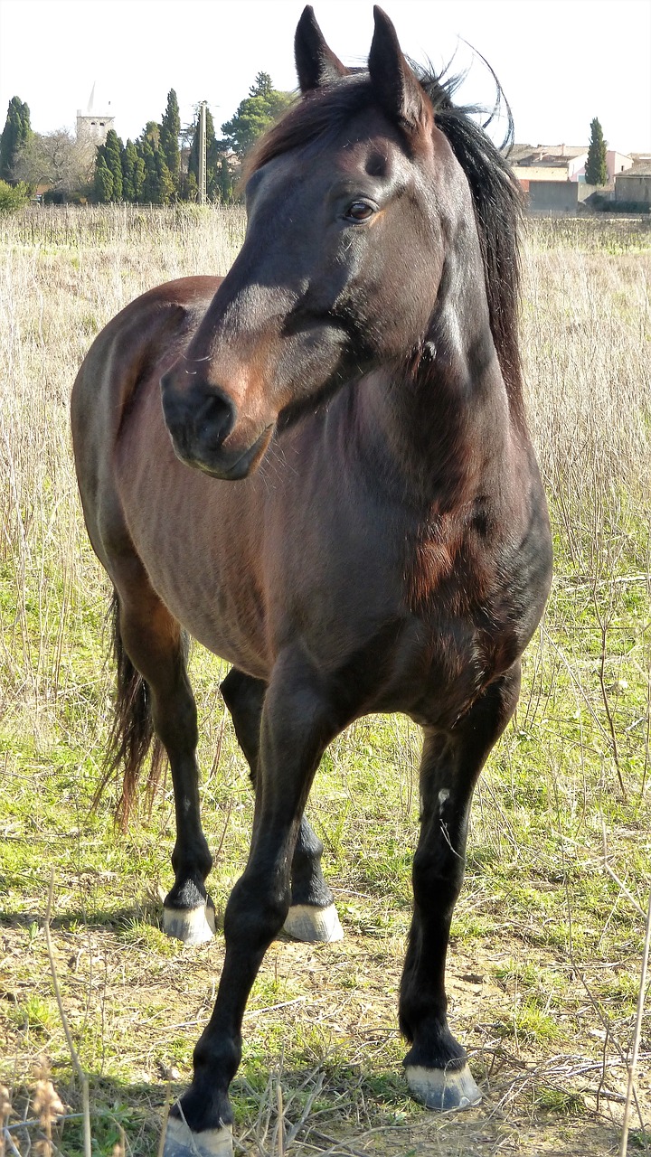 mammal animal horse free photo