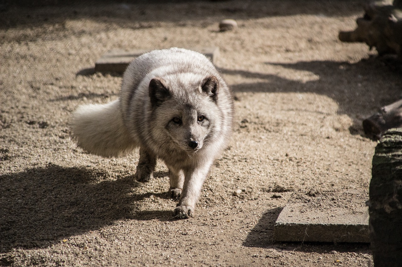 mammal nature arctic fox free photo