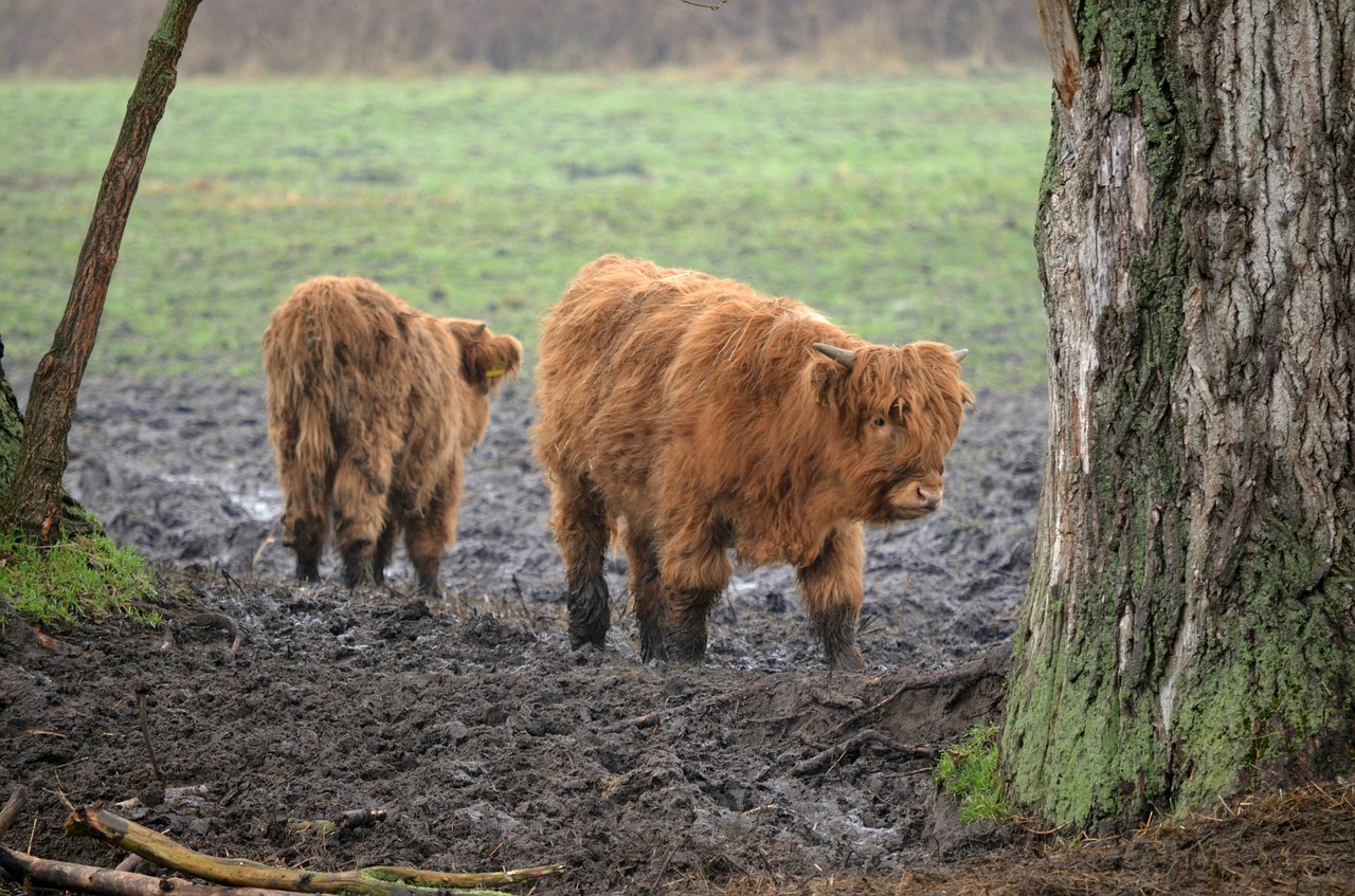 mammal agriculture cattle free photo