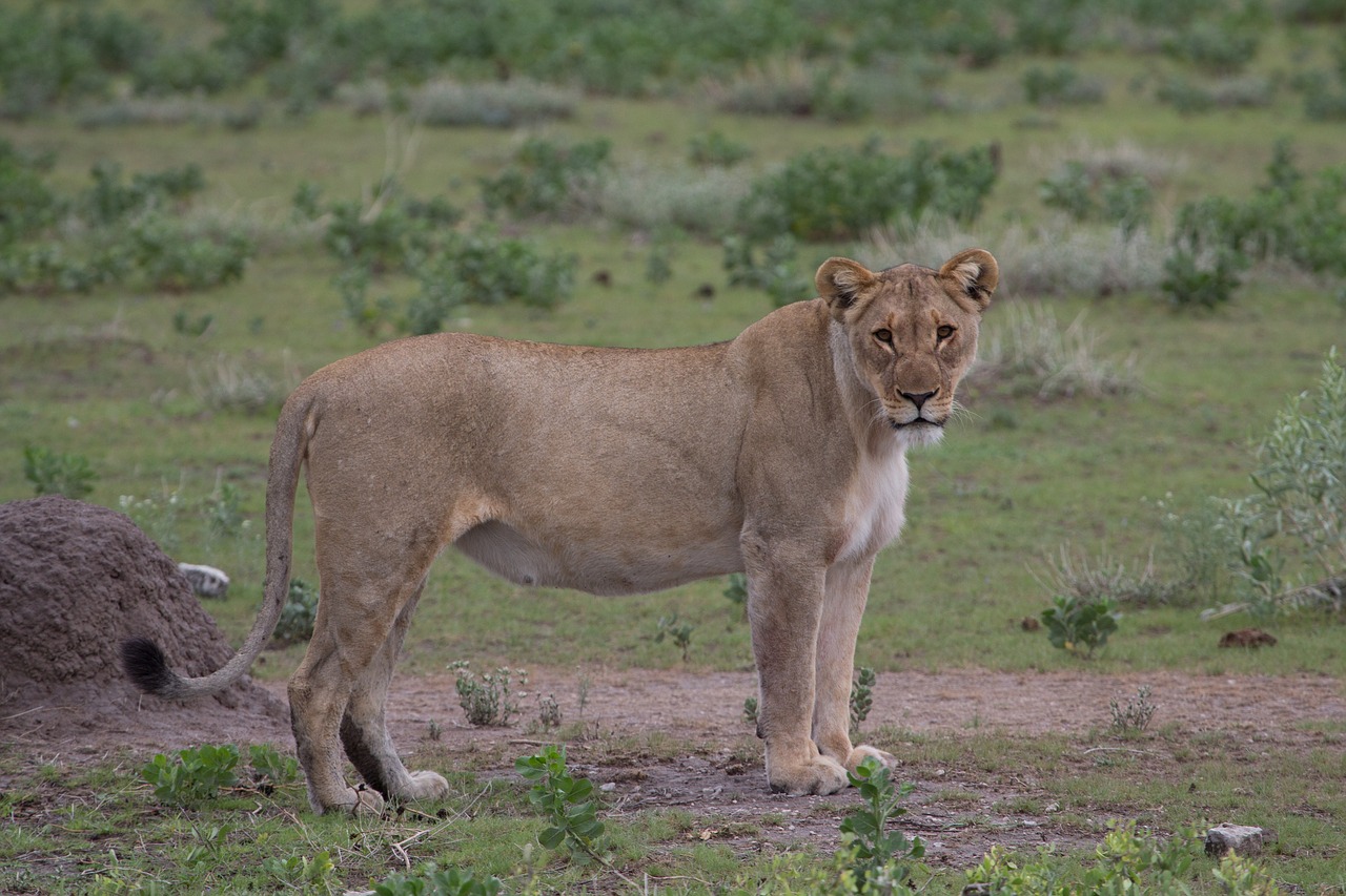 mammal lion animal world free photo