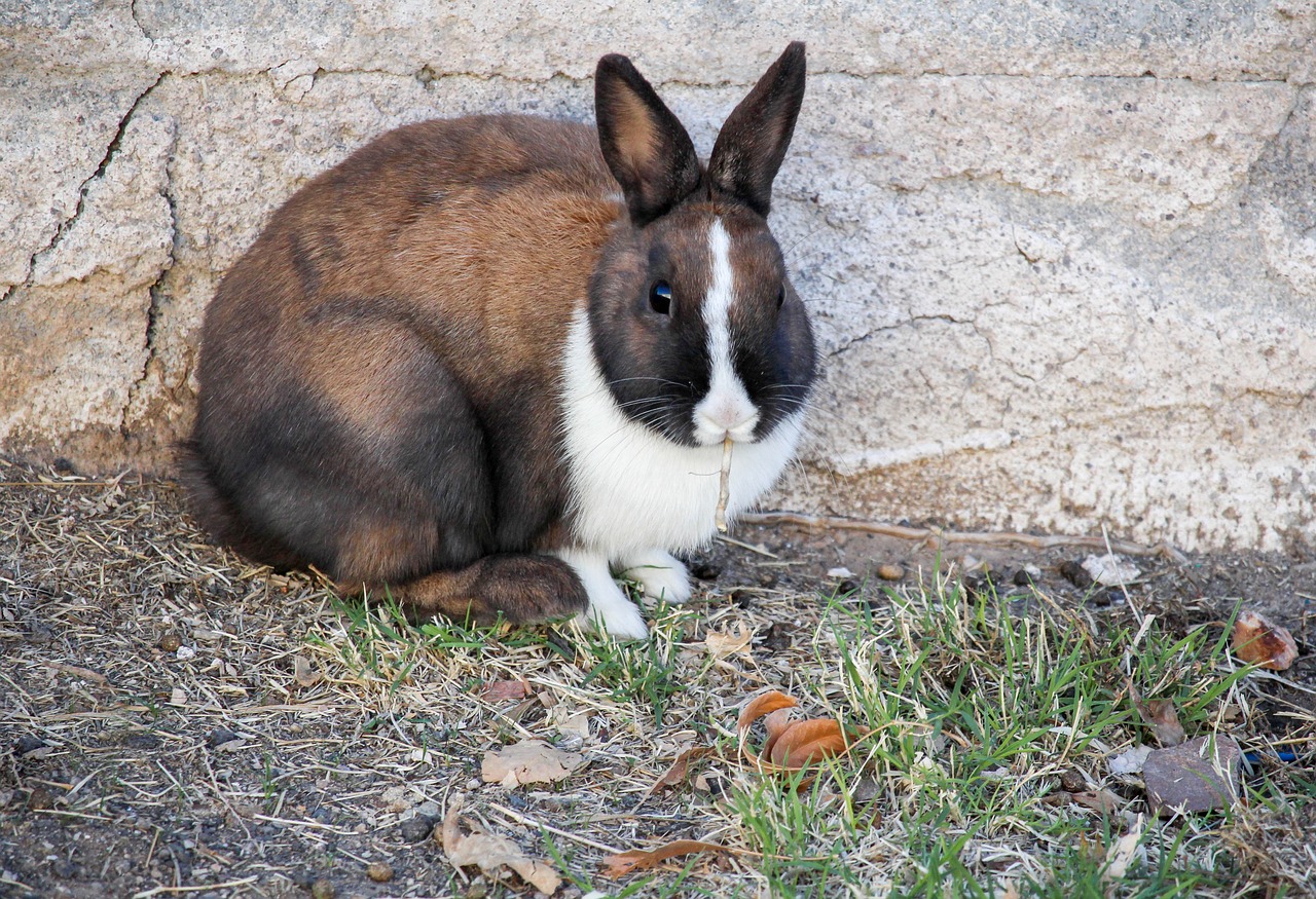 mammal animal cute free photo