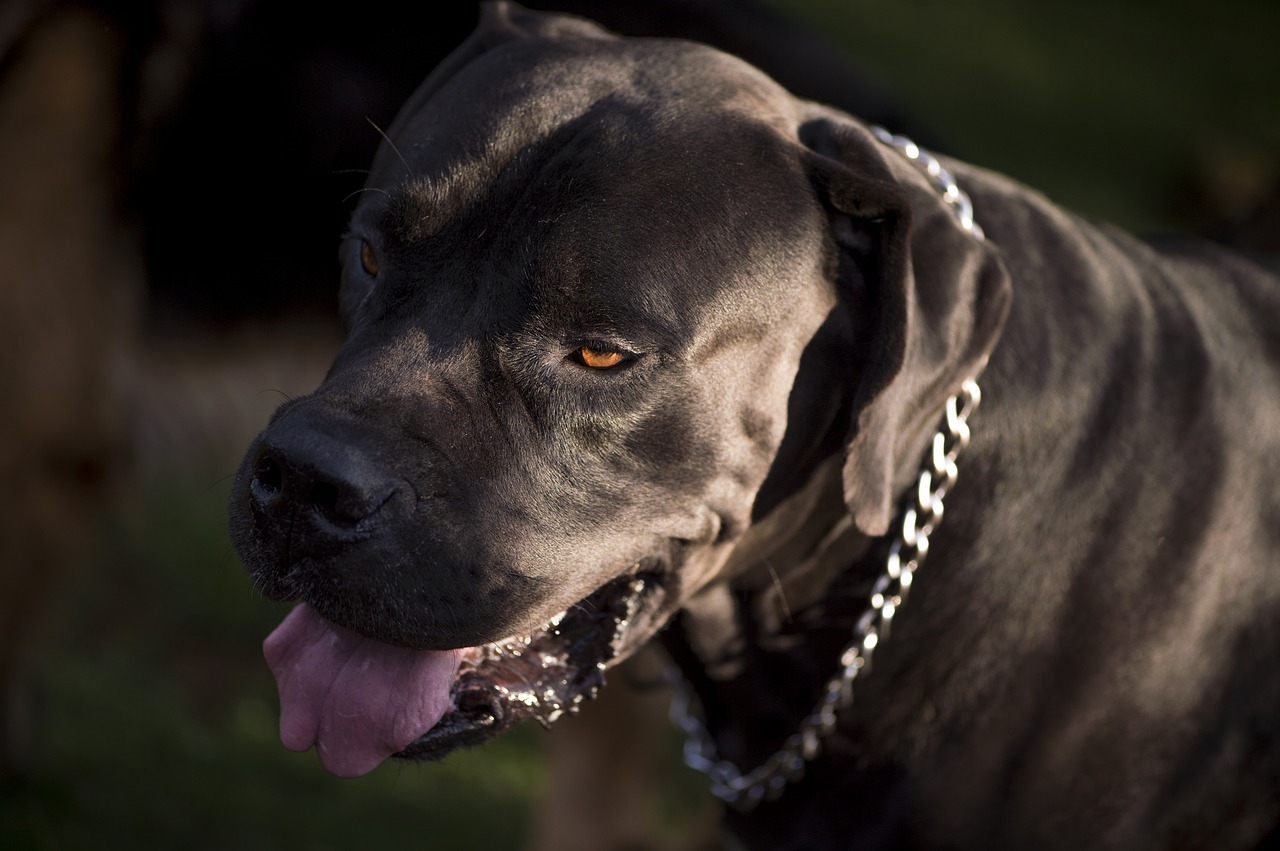 mammal dog portrait free photo