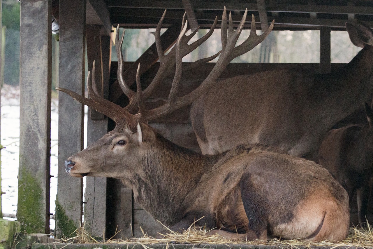 mammal animal world hirsch free photo