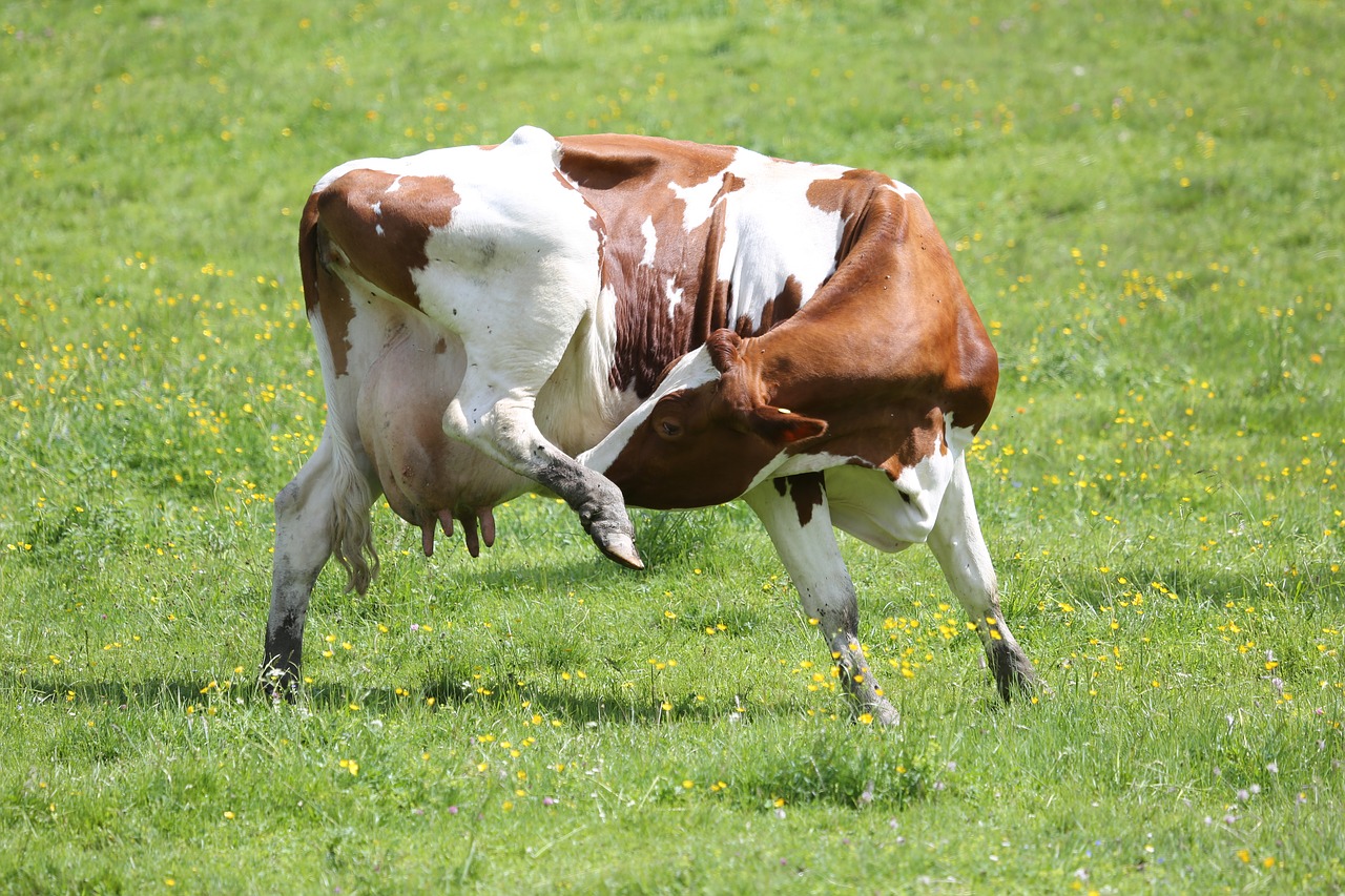 mammal cow grass free photo