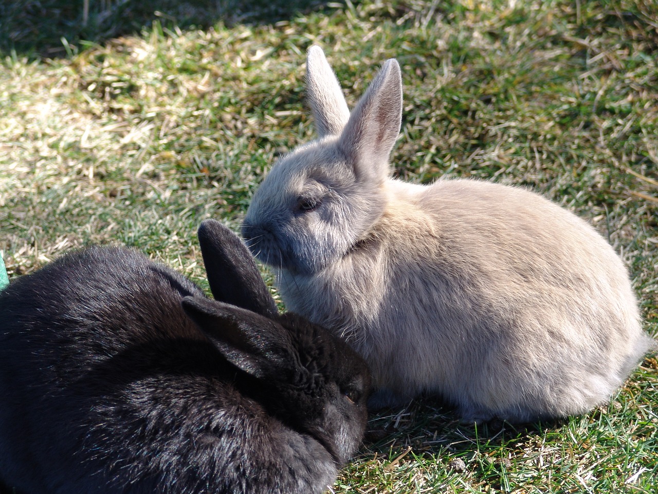 mammal rabbit cute free photo