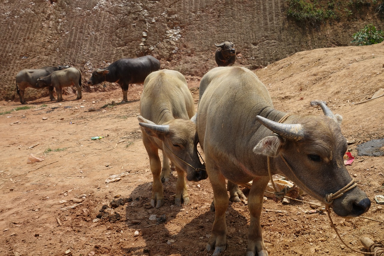 mammal cattle animal free photo
