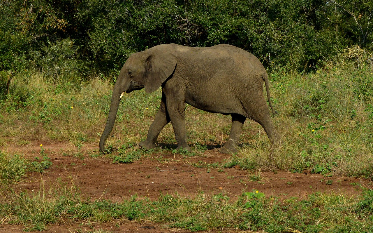 mammal wildlife elephant free photo
