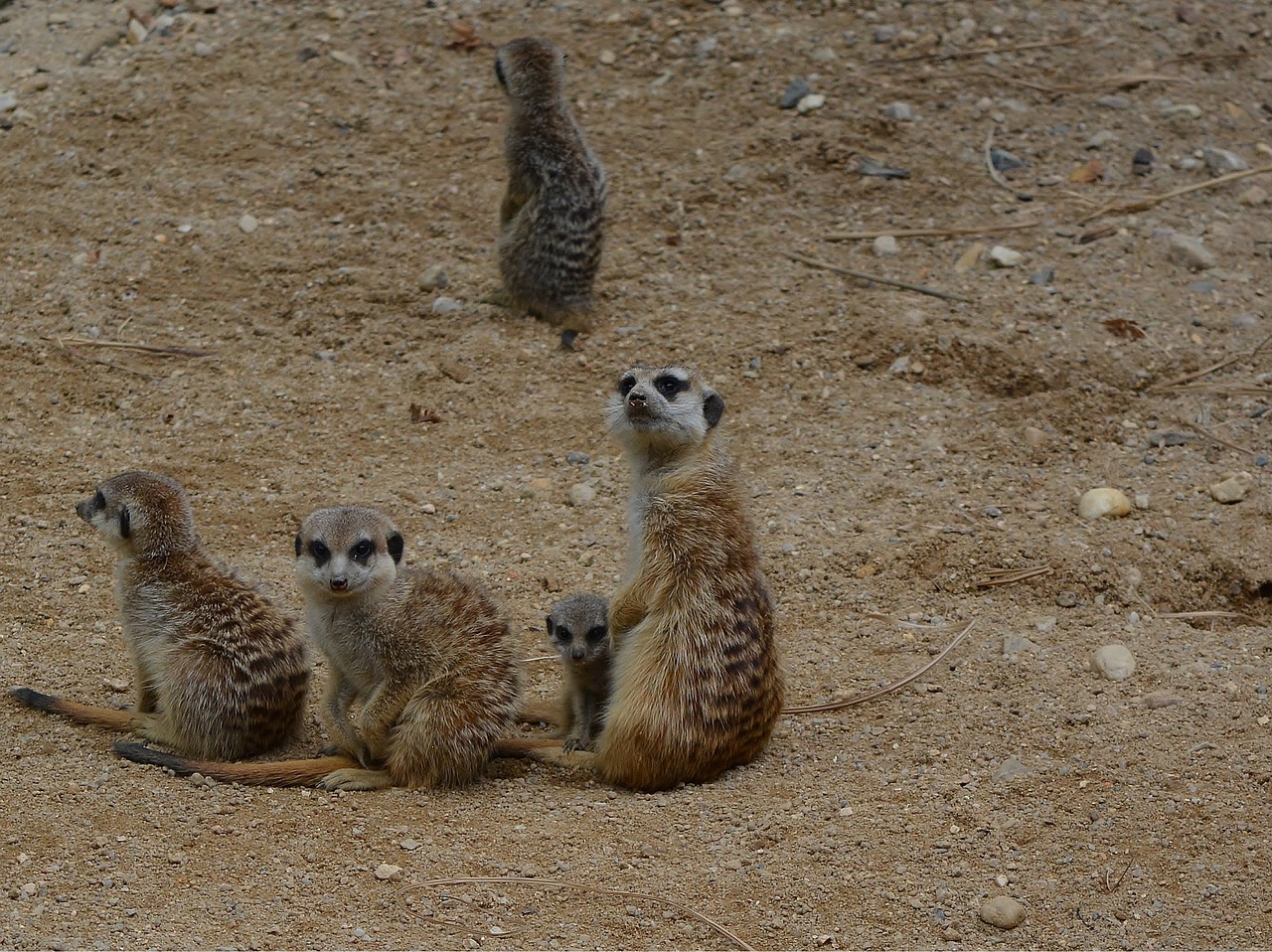 mammal animal world desert free photo