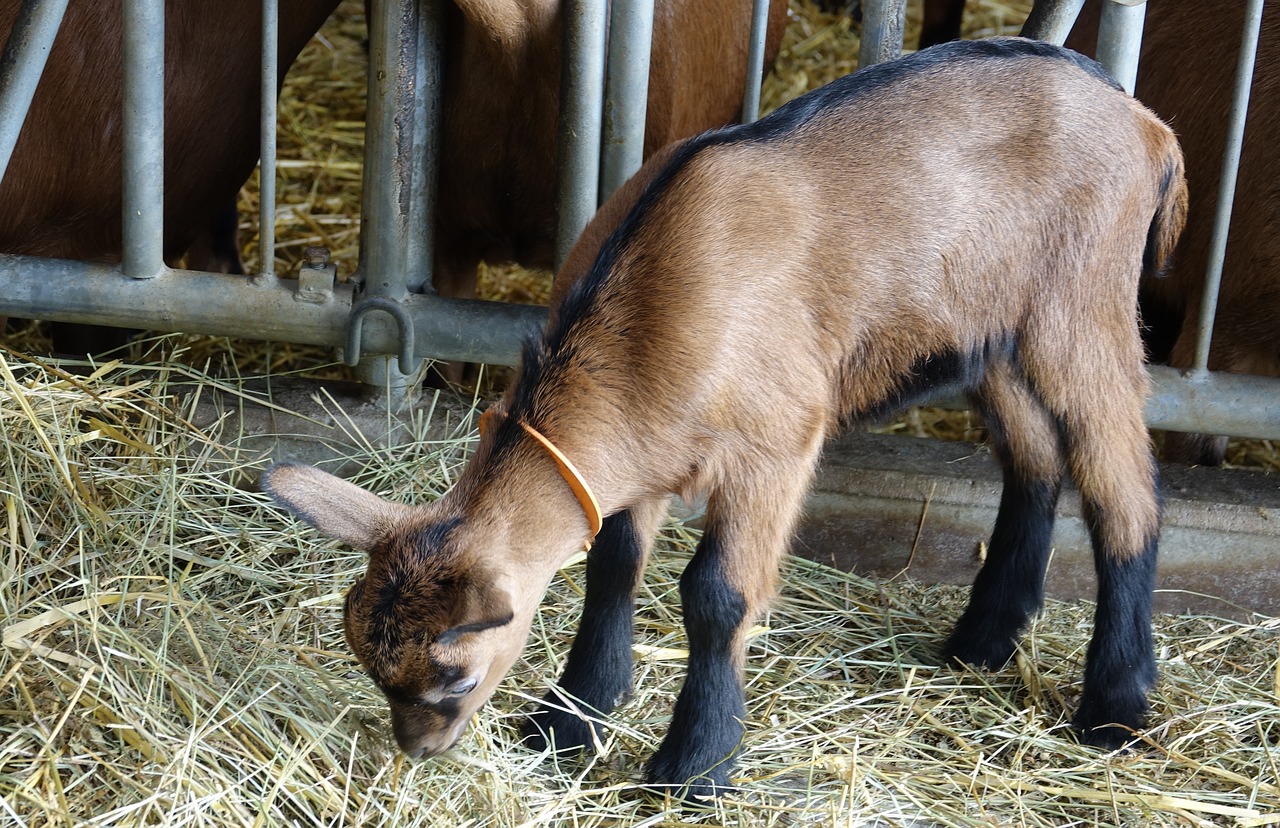 mammal kid breeding free photo