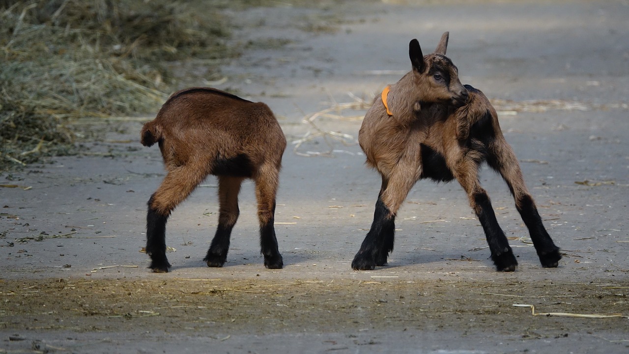 mammal kid breeding free photo