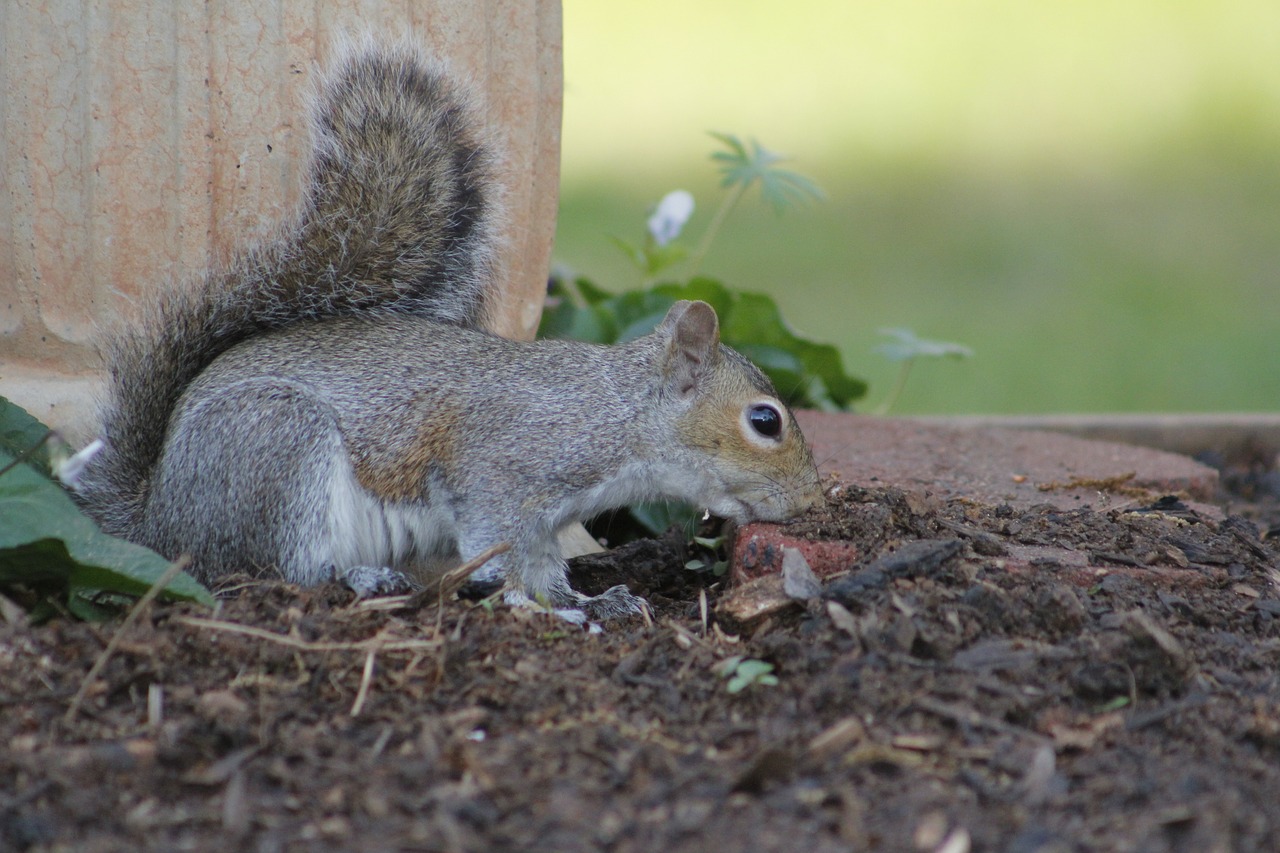 mammal nature squirrel free photo