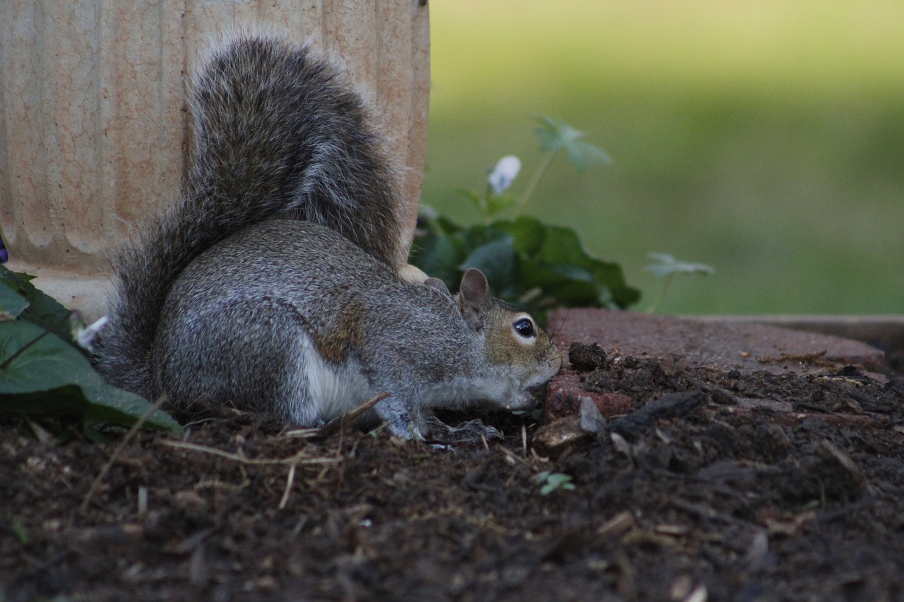 mammal squirrel rodent free photo