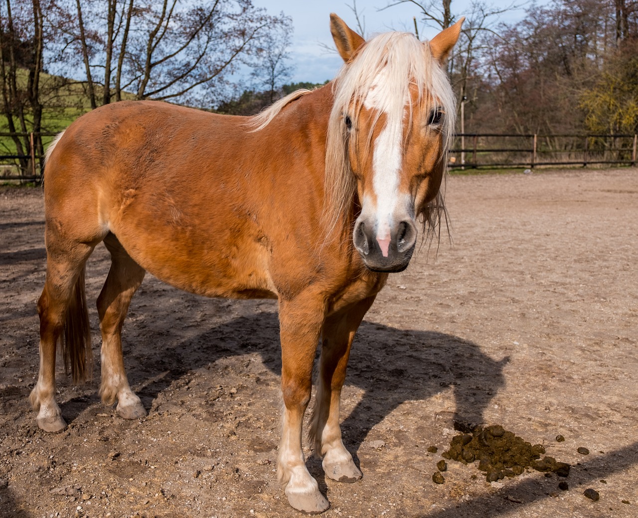 mammal horse farm free photo