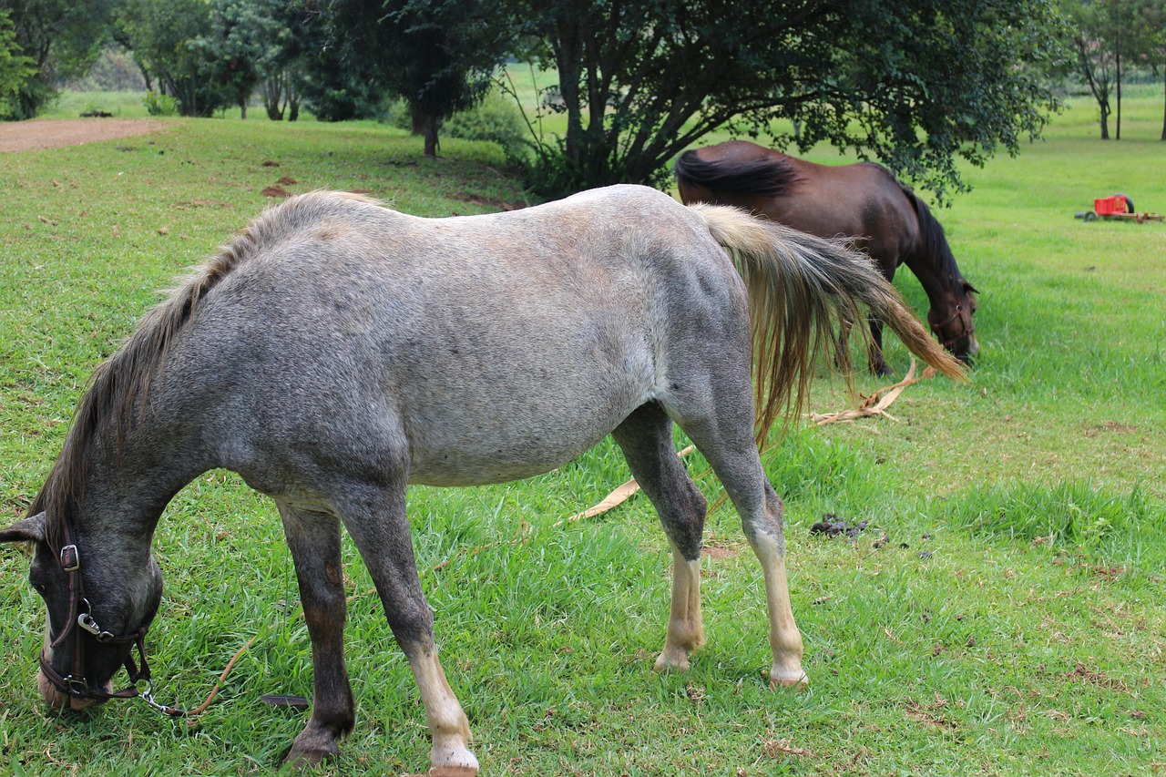 mammal animal farm free photo