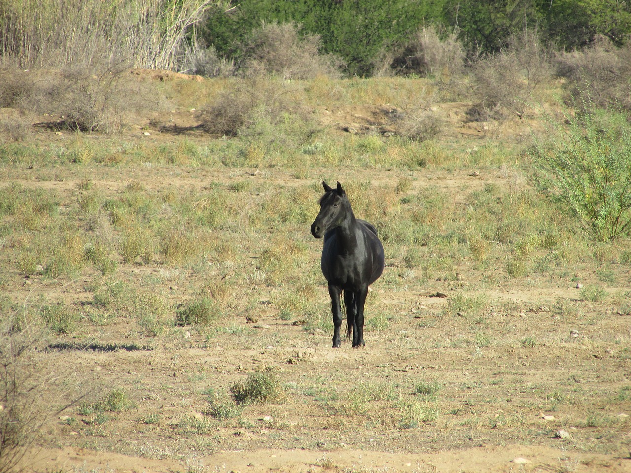 mammal grass animal free photo