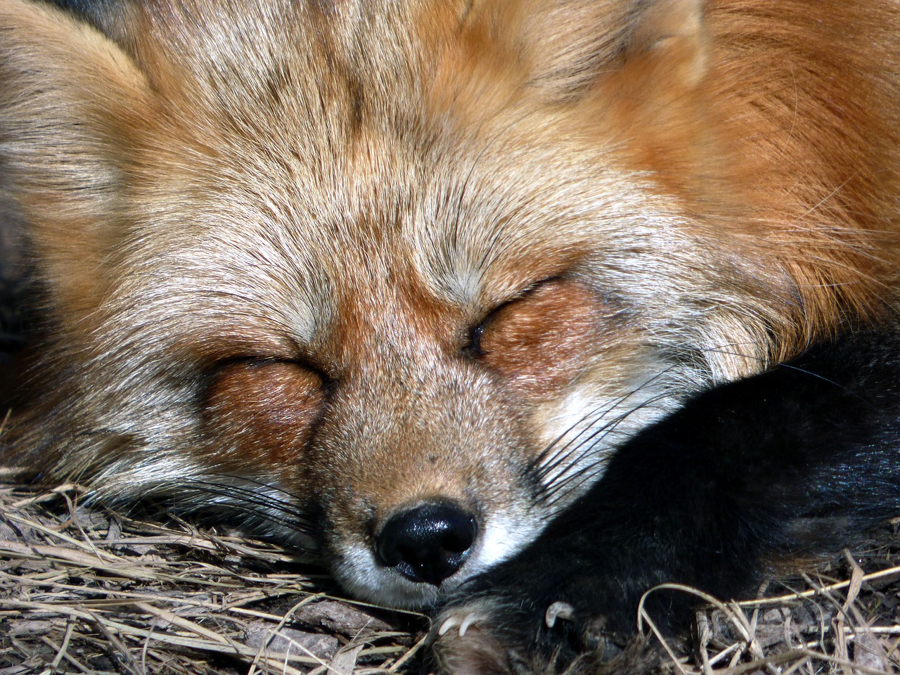 mammal animal fox free photo