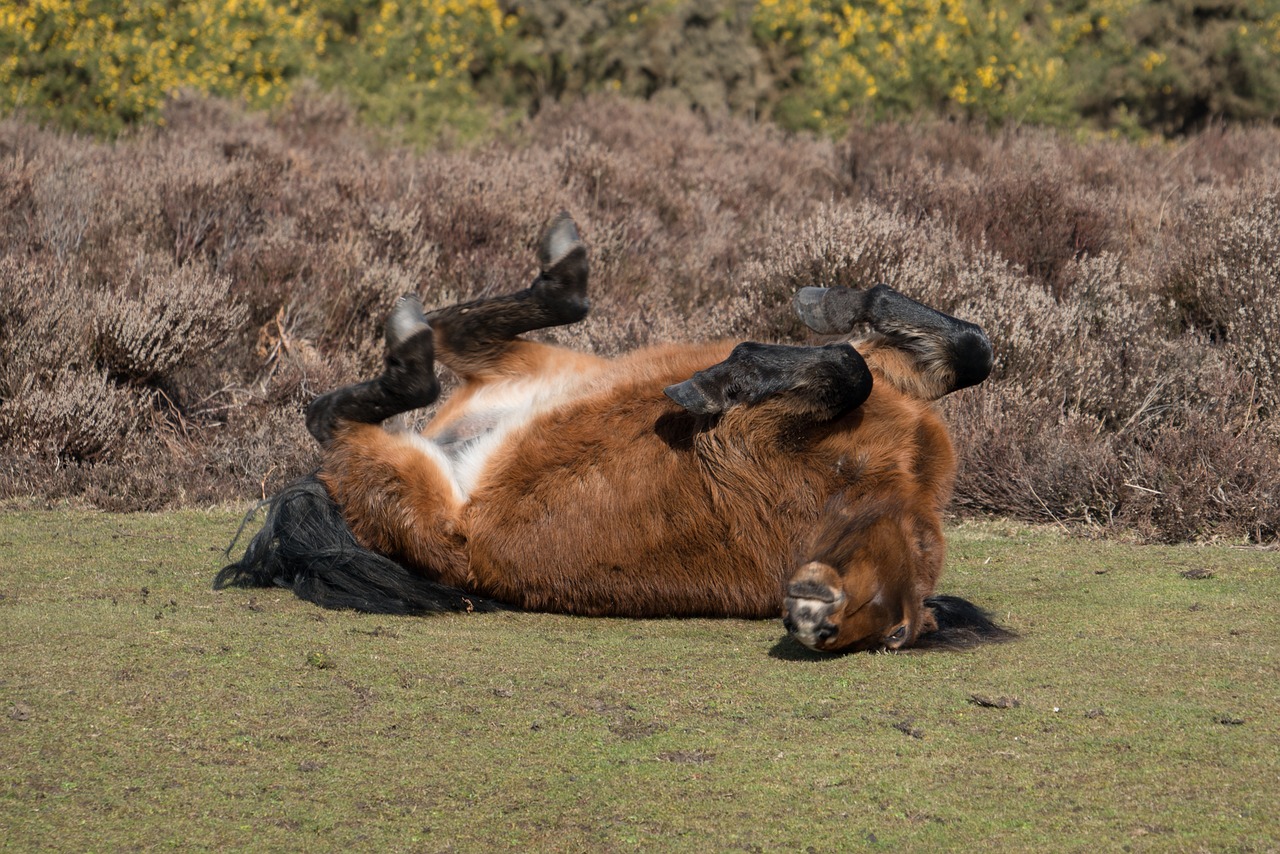 mammal animal grass free photo