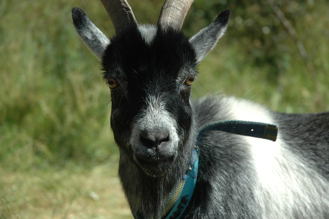 mammal animal portrait free photo