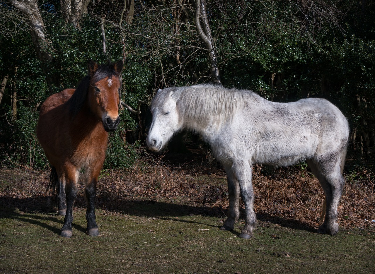 mammal farm cavalry free photo