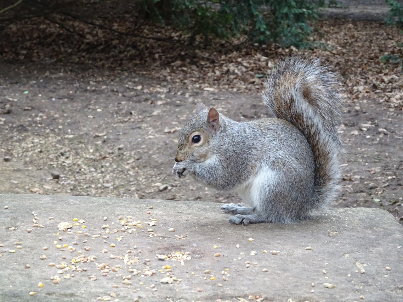 mammal rodent nature free photo