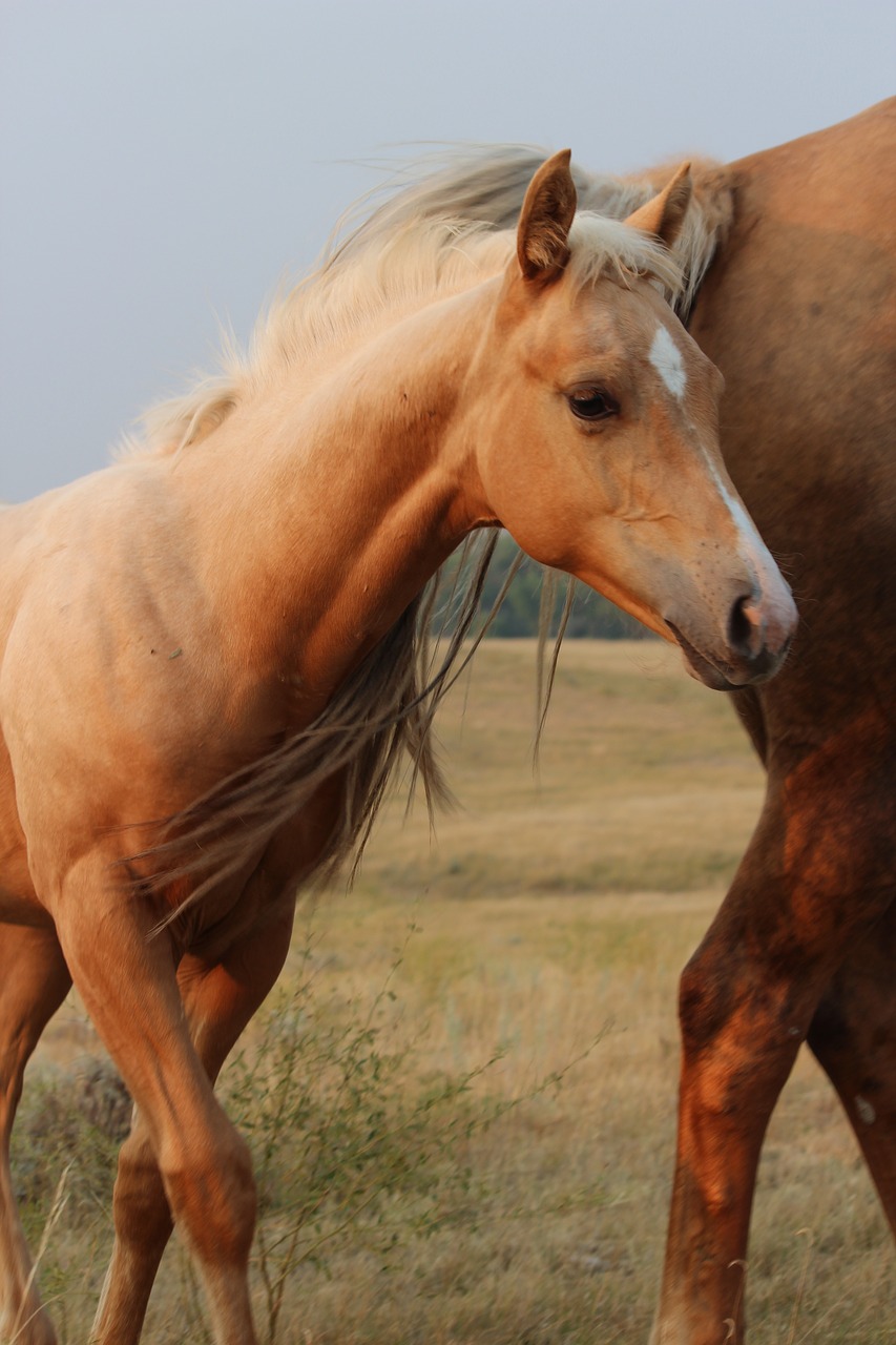 mammal  horse  mare free photo