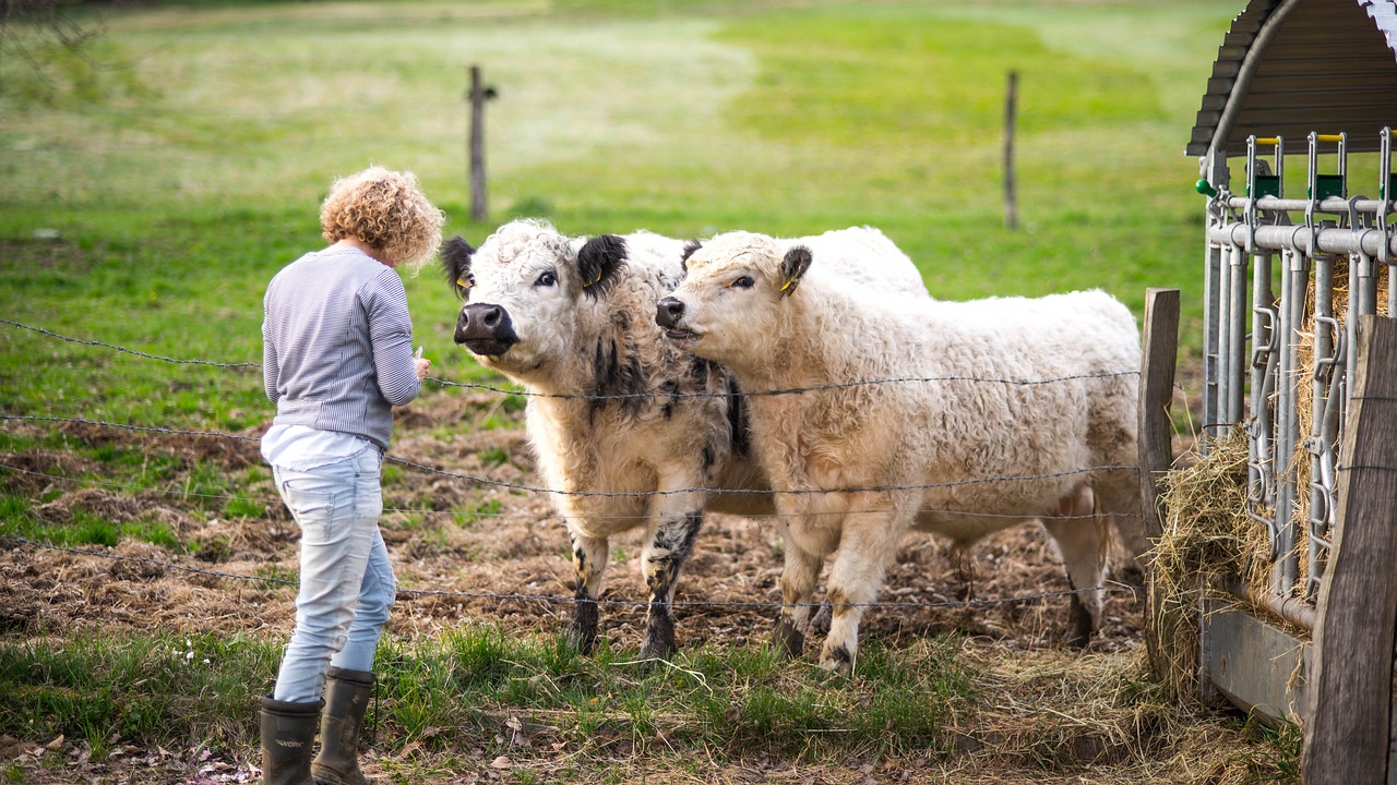 mammal  farm  animals free photo