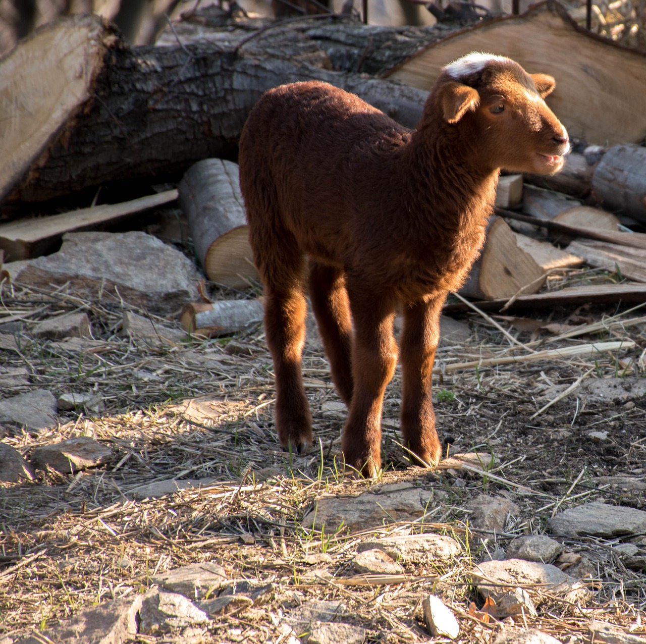 mammal  sheep  livestock free photo