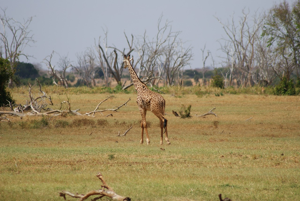 mammal  animal world  grass free photo