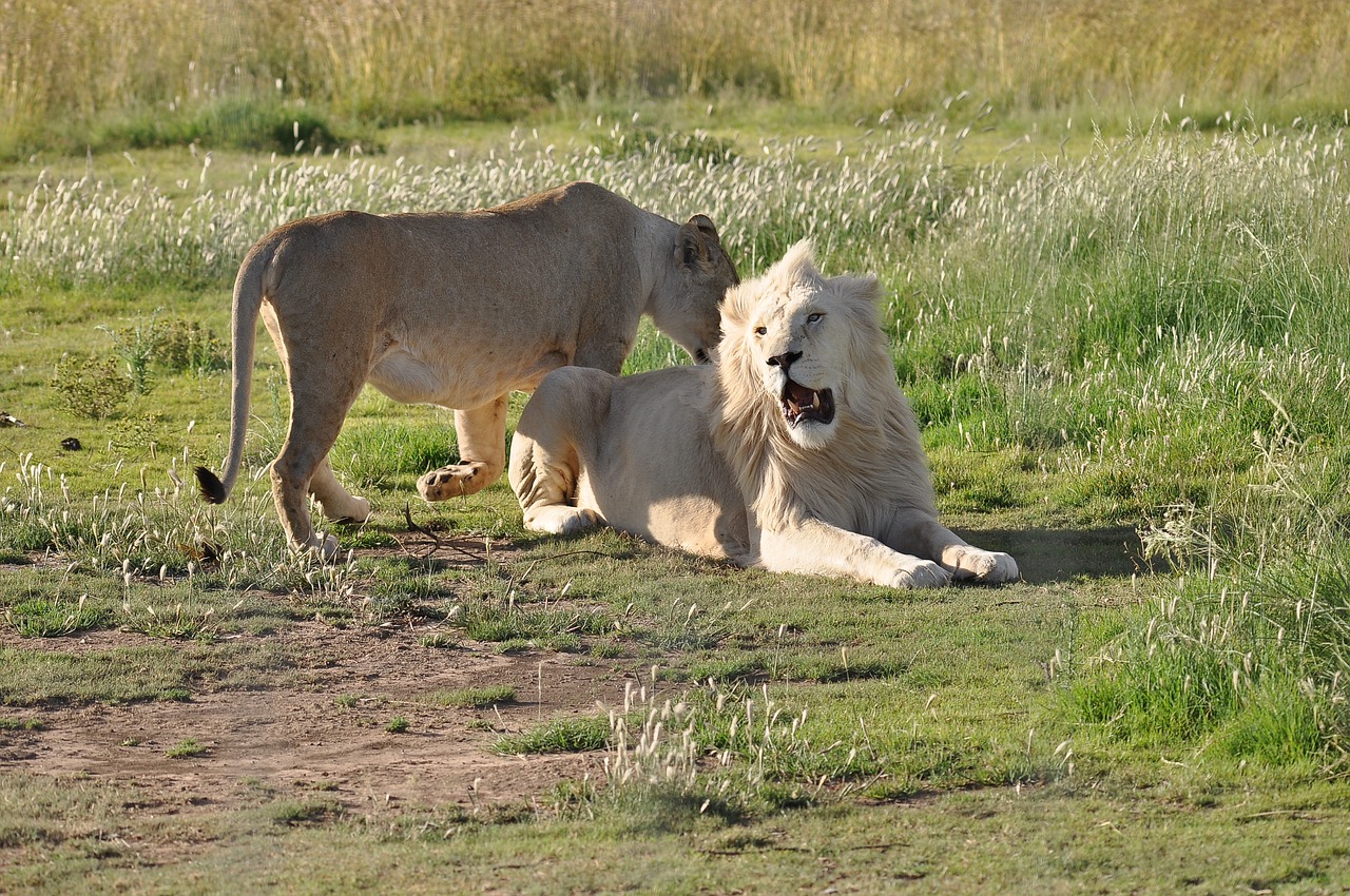 mammal  animal  grass free photo