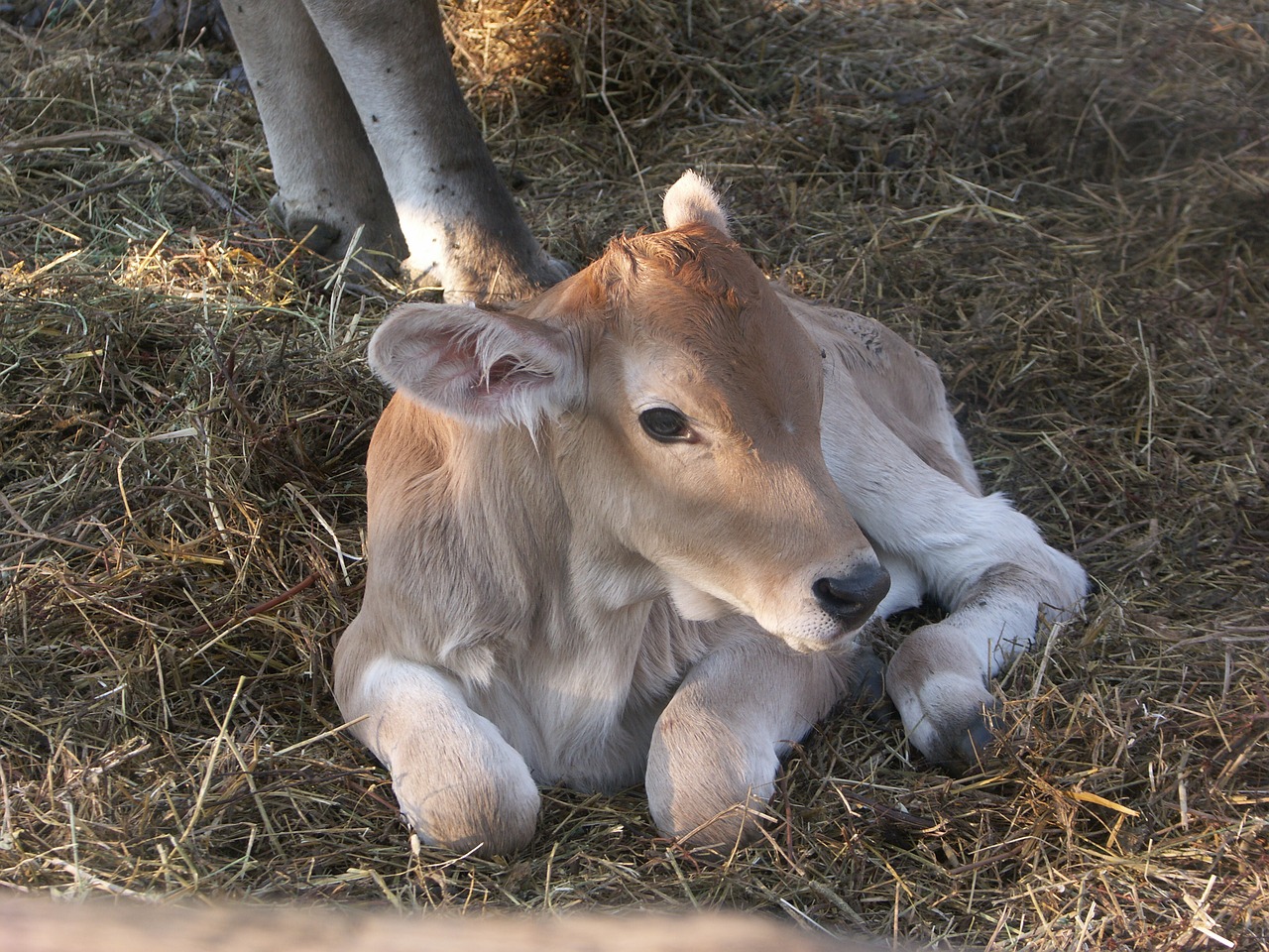 mammal  grass  animal free photo