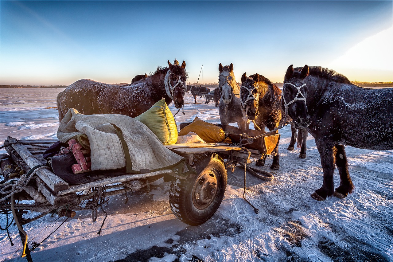 mammal  winter  horses free photo